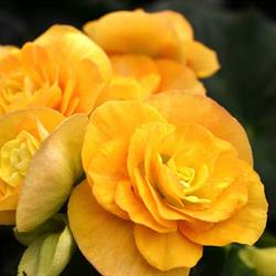 Serres Arc-En-Fleurs Inc (Les), Disraeli, QC opening hours