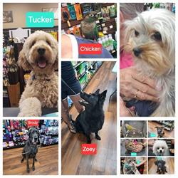 Pet Valu, Essex, ON opening hours