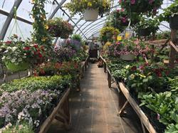 Lavender Hill Nursery, Jordan Falls, NS opening hours