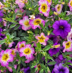 T & S Nursery & Greenhouse, Qu'Appelle, SK opening hours