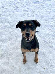 Wetaskiwin Animal Centre Ltd, opening hours