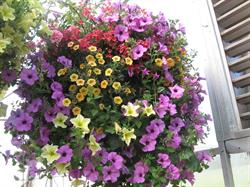 Grandview Valley Greenhouse, Millet, AB opening hours