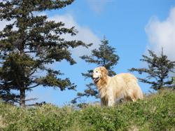 Cacilia S Bed & Breakfast, Port Clements, BC opening hours