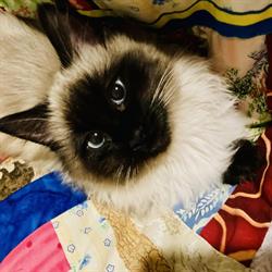 Rescue Siamese & Stray Cats in Winnipeg, MB (Norberry) - Opening Hours