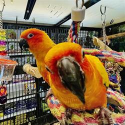 Petland Vernon, opening hours