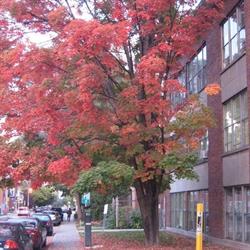 St Patrick S Adult Day School in Ottawa, ON (Centretown) - Opening Hours