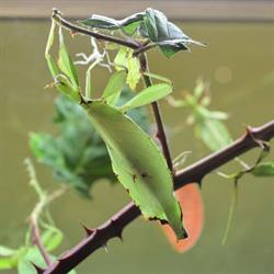 Victoria Bug Zoo Inc., opening hours