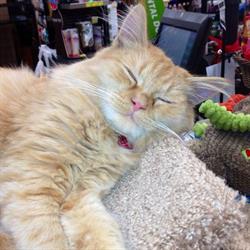 Pet Valu, Picton, ON opening hours