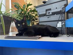 Denne Ahlefeld CPA, CGA, Creston, BC opening hours