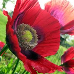 Royal Canadian Legion, Huntsville, ON opening hours
