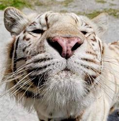 Elmvale Jungle Zoo, opening hours