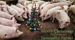 Tannadice Farms Ltd, Courtenay, BC opening hours