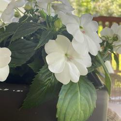 Simple Pleasures Day Spa, Quispamsis, NB opening hours