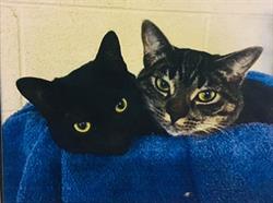 Pet Heaven Crematorium And Funeral Chapel in Calgary, opening hours