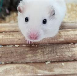 AJ Pets & Supplies in Rocky Mountain House, opening hours