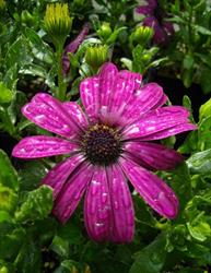 Wheelbarrel Nursery in Gabriola, opening hours