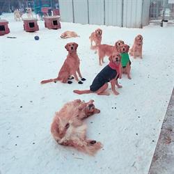 Qimmiq Kennels in Yellowknife, opening hours