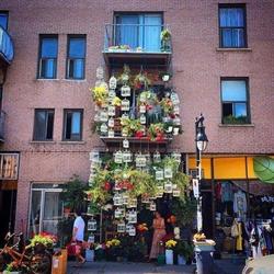 Dragon Flowers in Montréal, opening hours