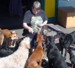 'Colleen All Dogs' Doggie Daycare in Surrey, opening hours