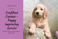 Confident Canines - Puppy Imprint Training Service, Blenheim, ON opening hours