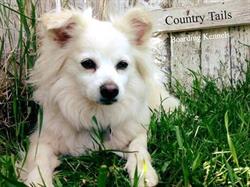 Country Tails Boarding Kennels Inc in Crossfield, opening hours