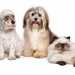 Creature Comforts Pet Services, Saskatoon, SK opening hours