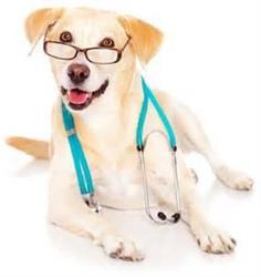 City Petcare Hospital in Surrey, BC (Newton) - Opening Hours