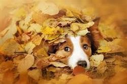 Stonebridge Veterinary Hospital, Saskatoon, SK opening hours