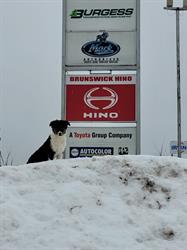 Burgess Transportation Services-Brunswick Hino, Petitcodiac, NB opening hours