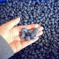 Rai's Colebrook Farming, Surrey, BC opening hours
