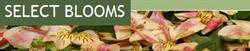 Select Blooms, Orleans, ON opening hours