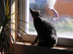Sue's Pets-N Stuff, Hearst, ON opening hours
