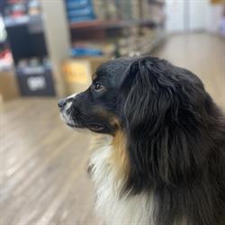 Pet Pantry Penticton, opening hours