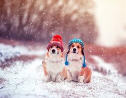 Strait Veterinary Hospital, Port Hawkesbury, NS opening hours