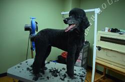 For Paws Bathhouse & Boutique, Salmon Arm, BC opening hours