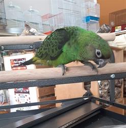 Animalerie Roufi, Thetford Mines, QC opening hours
