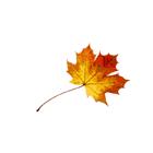 A-Plus Gardening & Landscaping, North Vancouver, BC opening hours