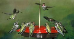 Backyard Bird Centre, Port Moody, BC opening hours