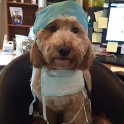 Bucksburn Veterinary Hospital, Oakville, ON opening hours