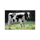 Bureau Veterinaire Iberville, Saint-Jean-sur-Richelieu, QC opening hours