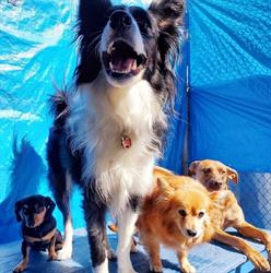 Metro Dogs Daycare & Grooming Salon, Burnaby, BC opening hours