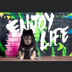 Markeyda's Pet Grooming, Langley, BC opening hours