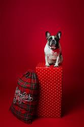 Christine's Grooming Studio, Richmond, BC opening hours