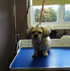 Purr-Fect Poochies, Rothesay, NB opening hours