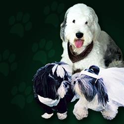 Modern Pets Grooming Academy, Richmond Hill, ON opening hours