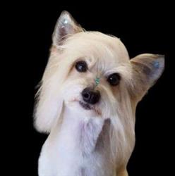 Grooming with Finesse - Becky Misener, Waterloo, ON opening hours