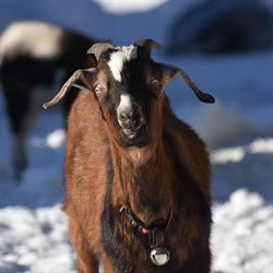 Black Dog Farm and Feed, Bracebridge, ON opening hours