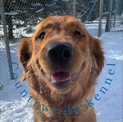 Countryside Kennel, Denfield, ON opening hours