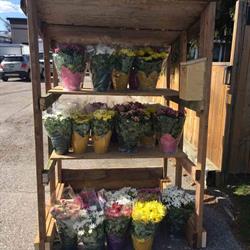 Hilltop Florists Wholesale, Brampton, ON opening hours