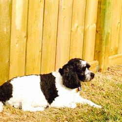 Val's Grooming Spa, Devon, AB opening hours